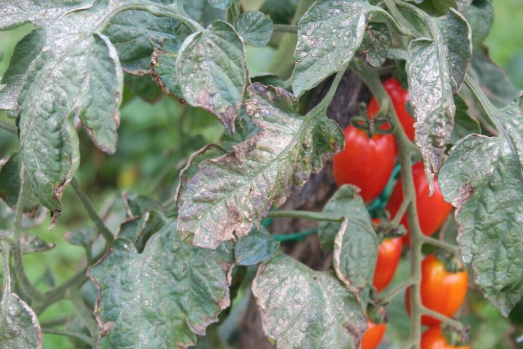 Pomidorų miltligė