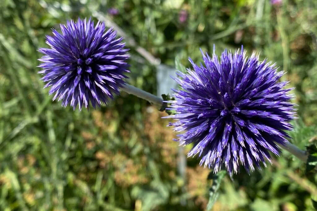 Kvepiantys Augalai K Sodinti Prie Sodybos Kad Priviliotum te Bites 