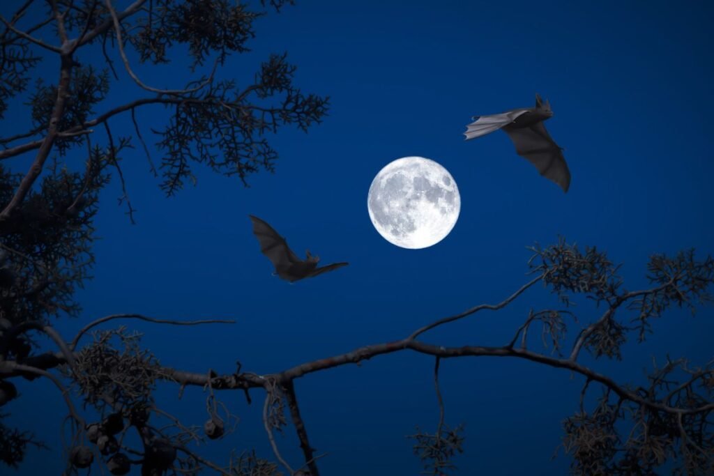 Šikšnosparniai naktį