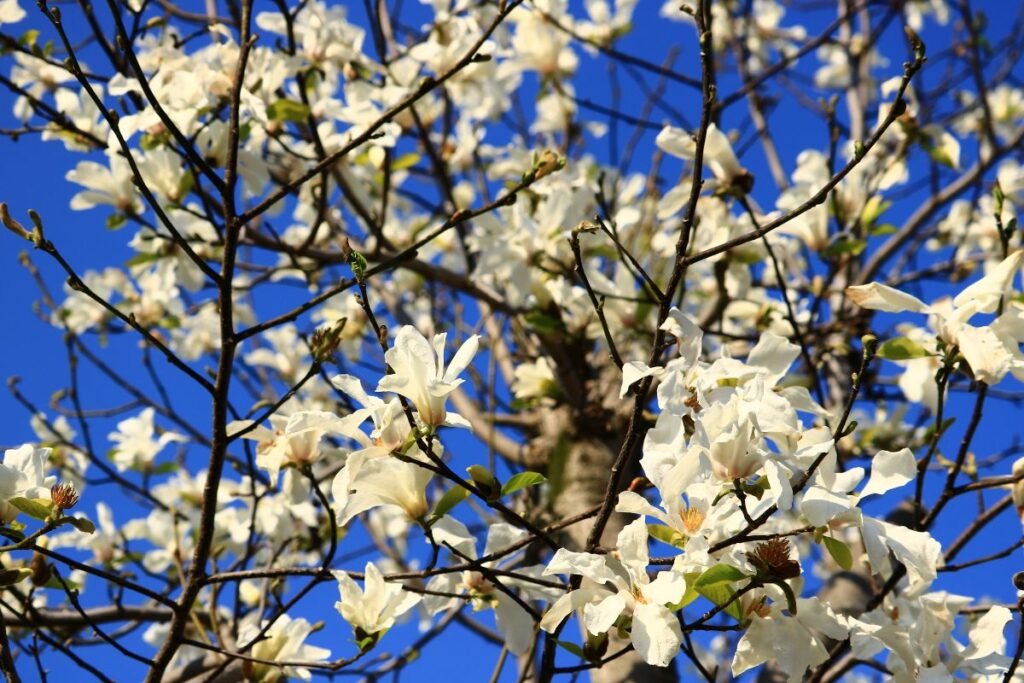 Japoninė magnolija
