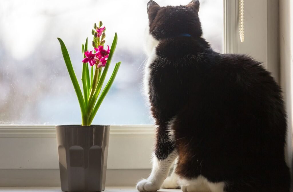 Katės ir augalai