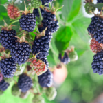 Gervuogė – labai vertinga uoga, kurią lengva auginti