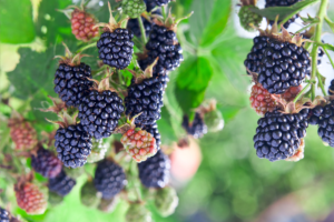 Gervuogė – labai vertinga uoga, kurią lengva auginti