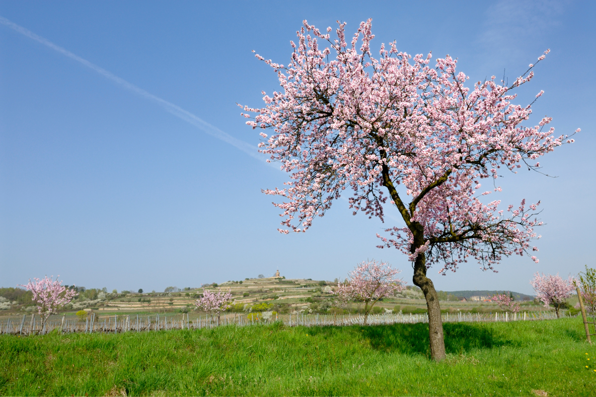 Migdolo medis – užburiantis žiedų grožiu