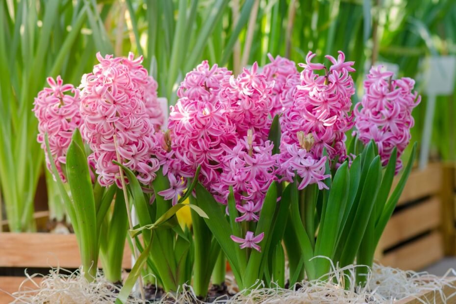 Jacintai – spalvingos pavasario gėlės
