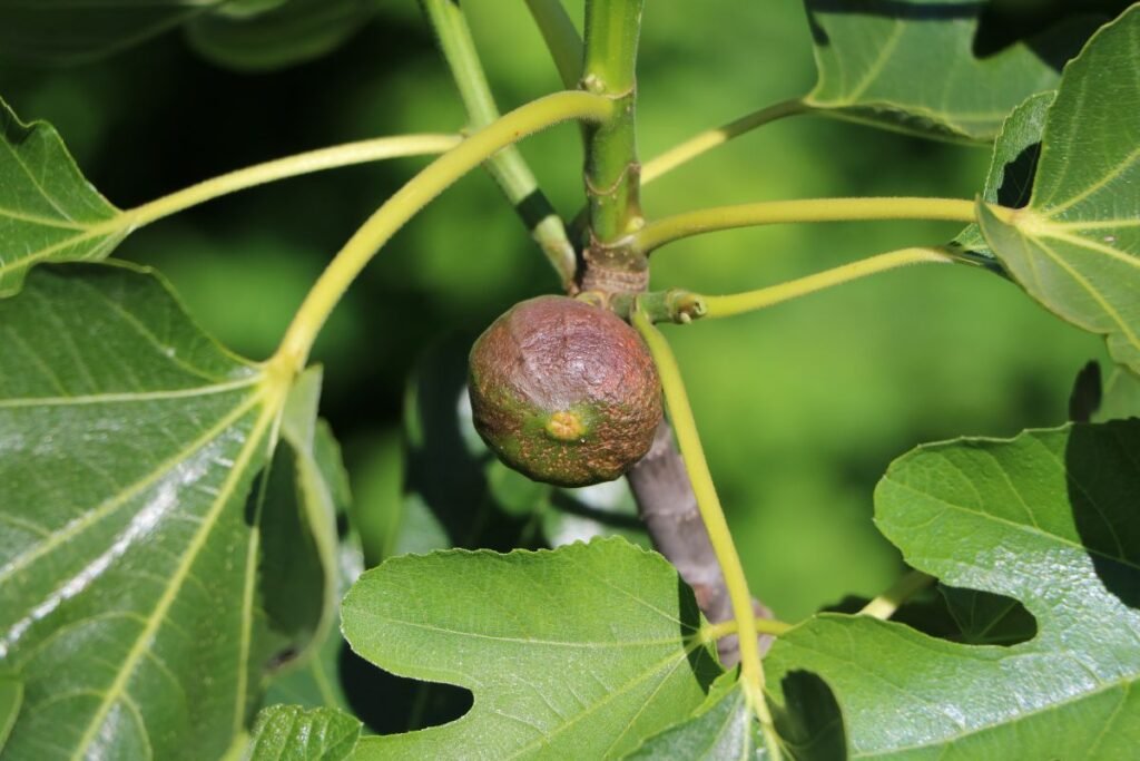 Figmedžio auginimas ir priežiūra
