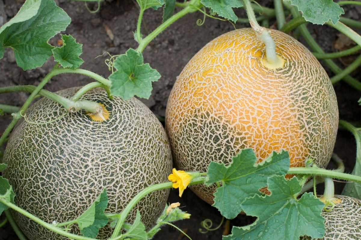 Melionas – egzotiškas vaisius lietuviškame darže