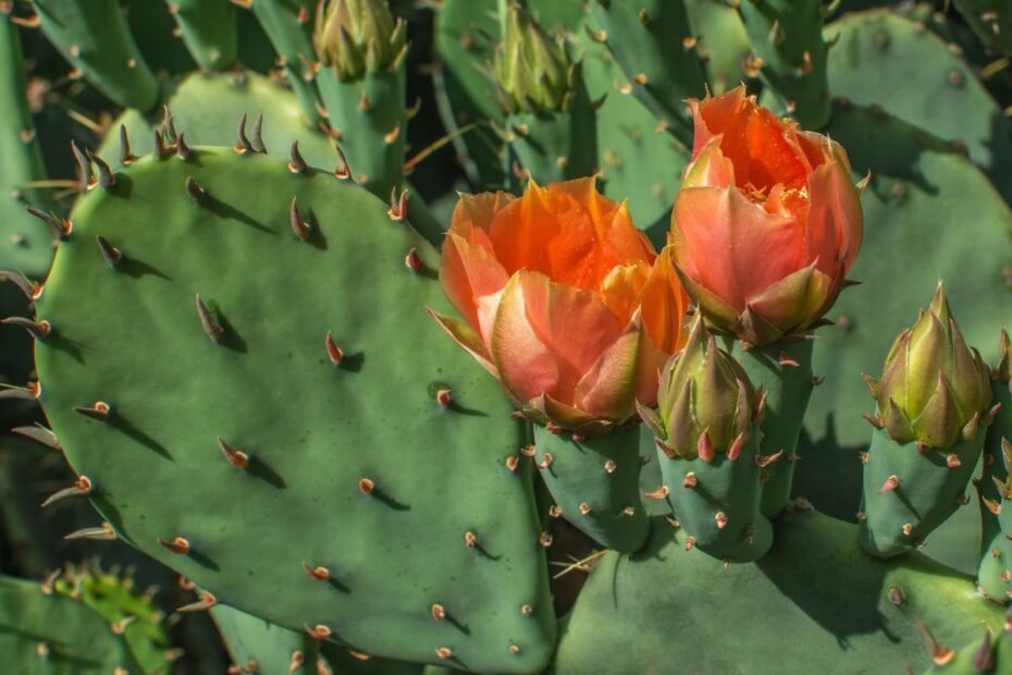 Opuncija – lyg rožė žydintis kaktusas