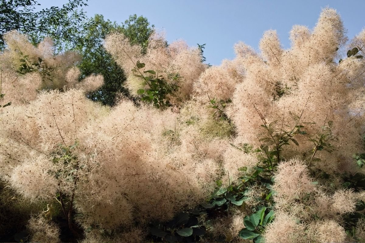 Pūkenis – augalas tarsi iš pasakų knygos