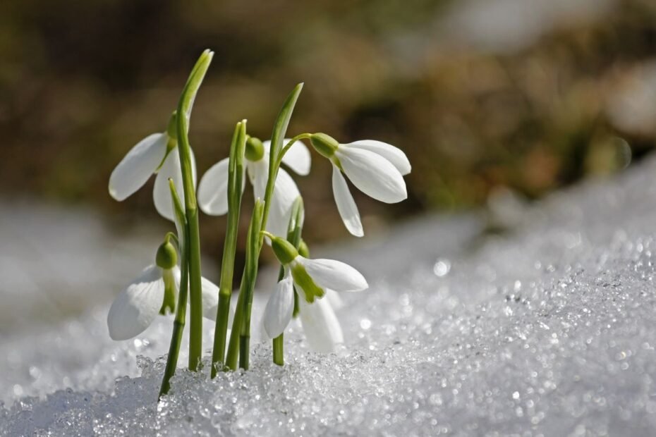 Snieguolės – pirmosios pavasario gėlės