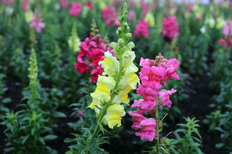 Žioveinis – lietuviškų darželių gėlė iš Viduržemio jūros pakrančių