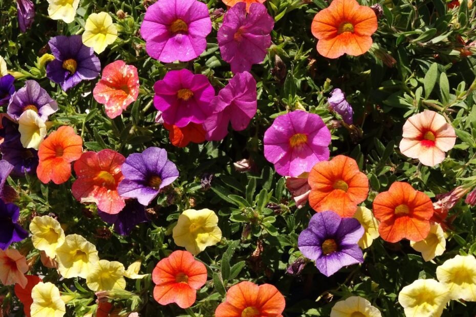 Petunijos – spalvų pliūpsnis jūsų sode