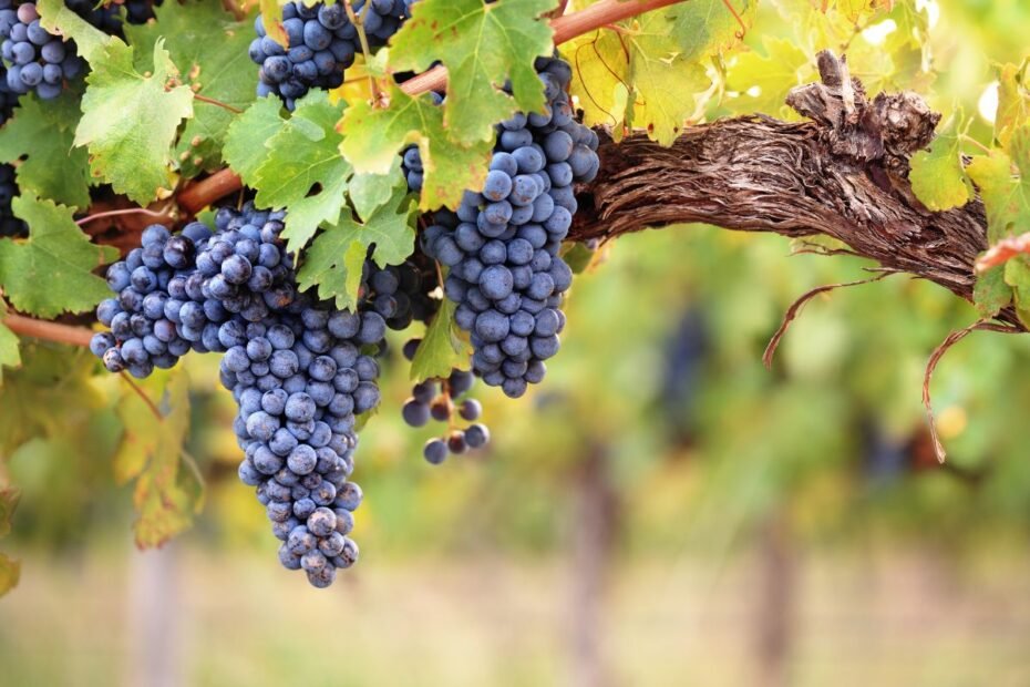 Vynuogės – kaip užsiauginti savo sode