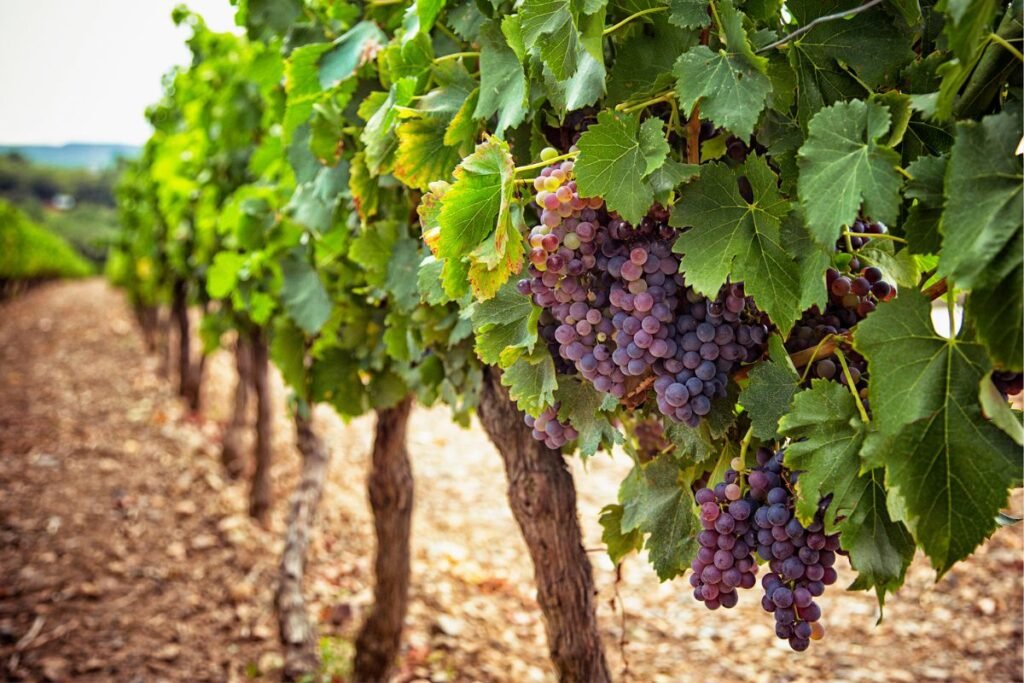 Vynuogių derliaus nuėmimas