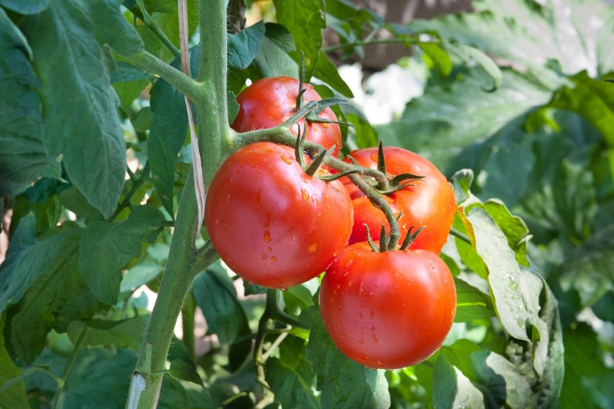 Pomidorai – auginimas ir priežiūra