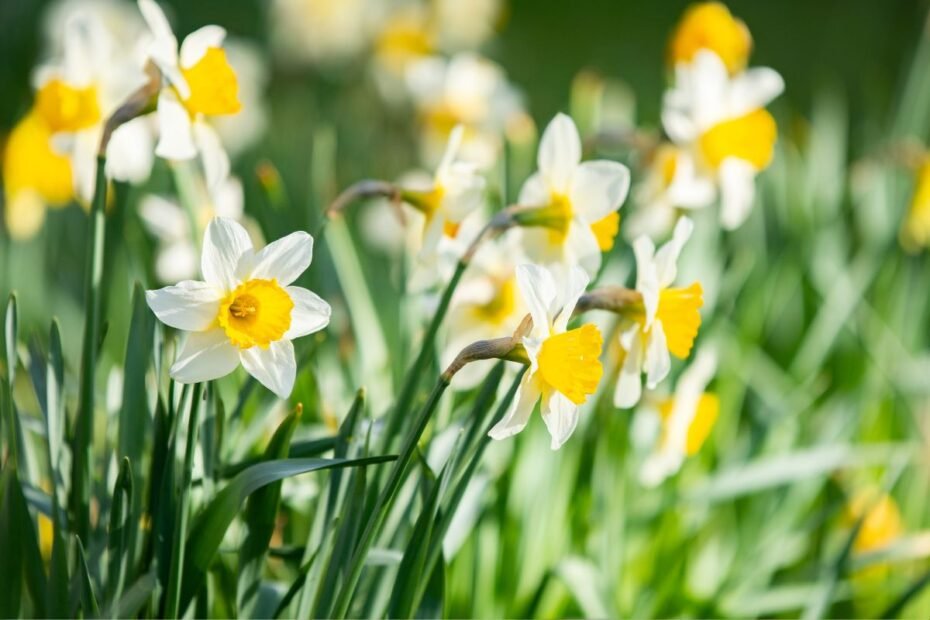 Narcizai – svaiginančiai saldaus kvapo gėlės