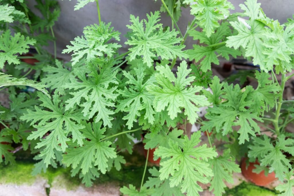 Kvapioji pelargonija - Jeronimas