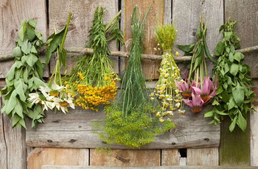 Vaistažolės ir kiti netikėčiausi augalai, kurių būtinai turite suspėti prisirinkti rugpjūtį ir rugsėjį