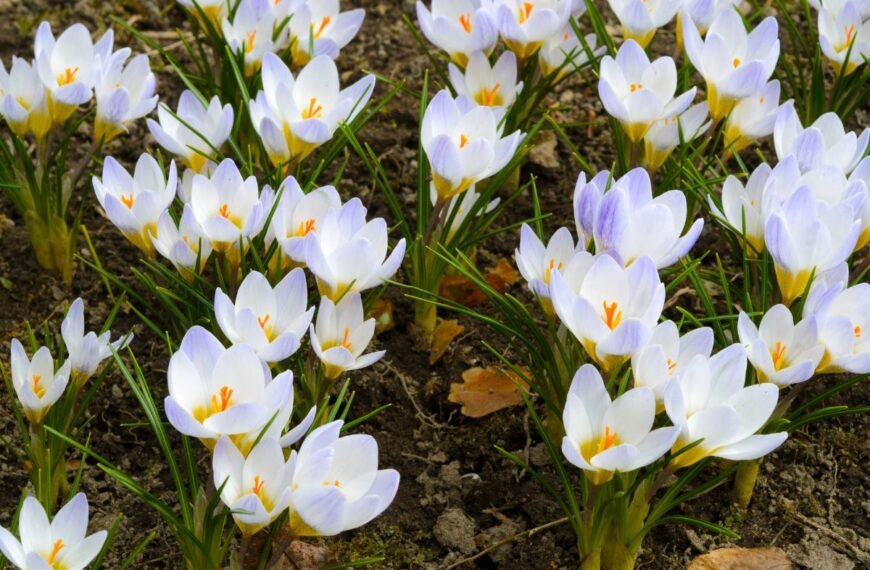 Krokas - pavasarinė gėlė