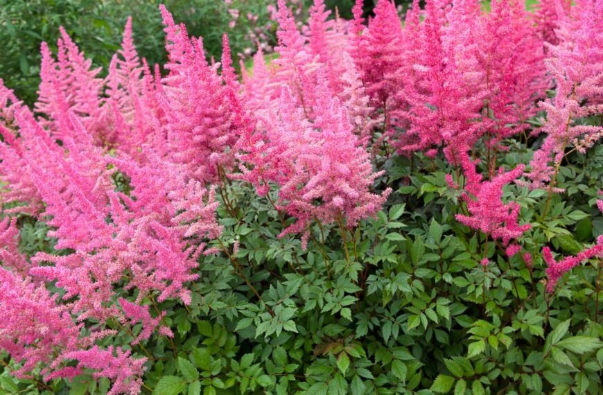 Astilbė – paprasti priežiūros patarimai vešliam žydėjimui