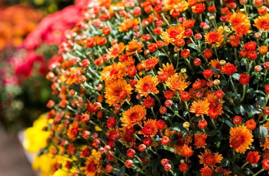 Chrizantemos: kaip užauginti vešlų chrizantemų krūmą, kad pavydėtų net kaimynai?
