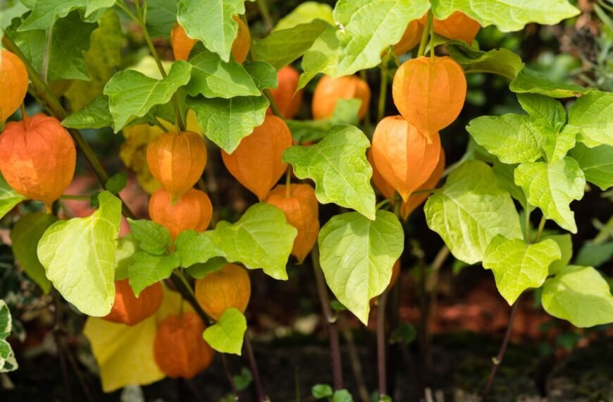 Dumplainis ryškioje taurelėje slepia valgomą ir sveikatai naudingą uogą