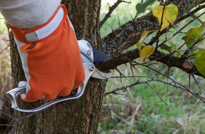 Medžių genėjimas: kuris metų laikas palankiausias šiai gyvybiškai svarbiai procedūrai?