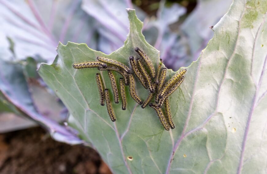 Kopūstinio baltuko lervos