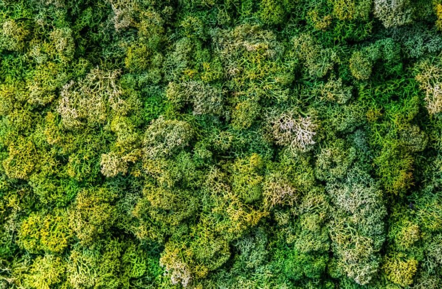 Samanos: jų auginimas gėlių priežiūrai ir namų interjerui