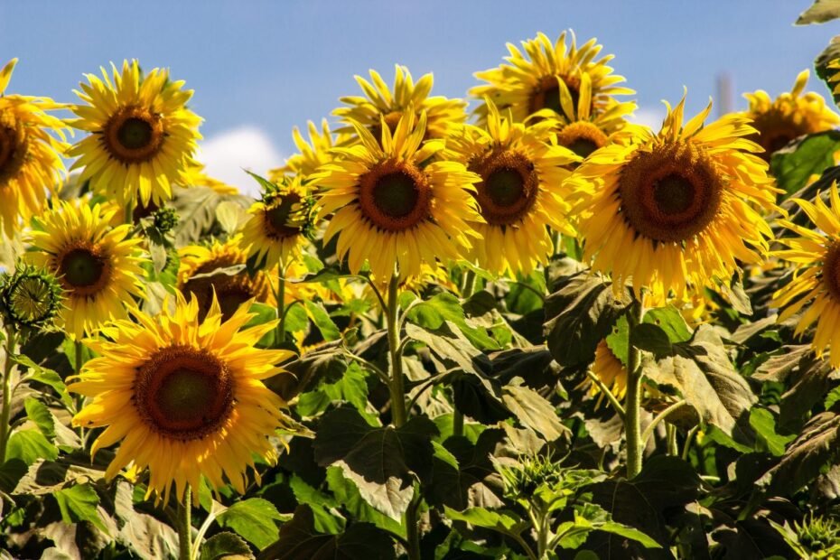 Saulėgrąža: saulės gėlės auginimas ir neaprėpiama sėklų nauda