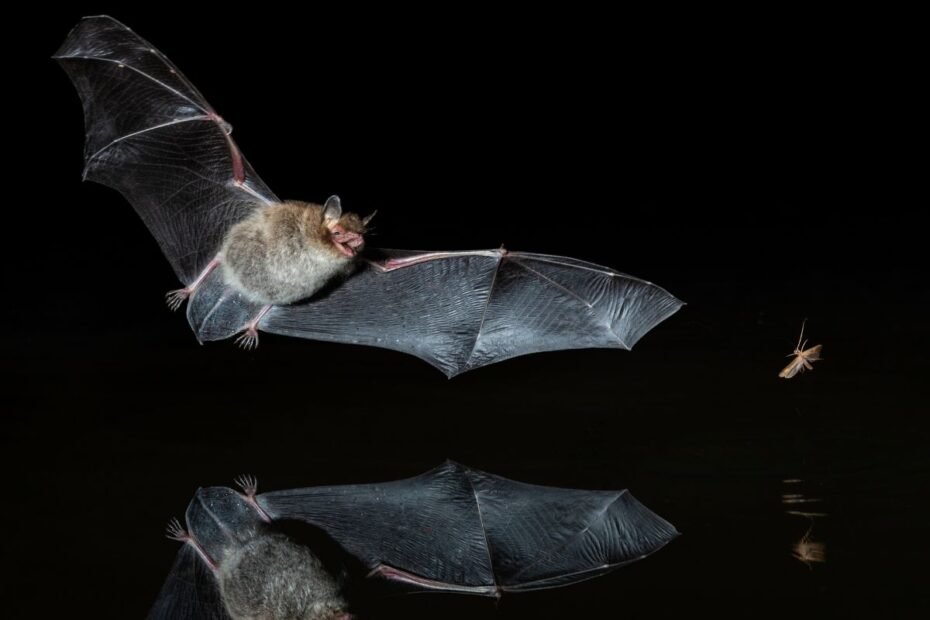 Šikšnosparniai: kaip juos privilioti į savo sodą ir kodėl verta tai padaryti?