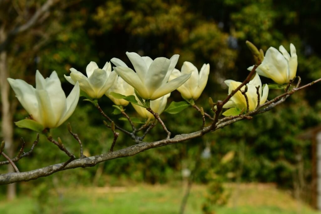 Agurkinė magnolija