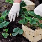 Braškės: praktiški ir naudingi patarimai rudens darbams braškyne