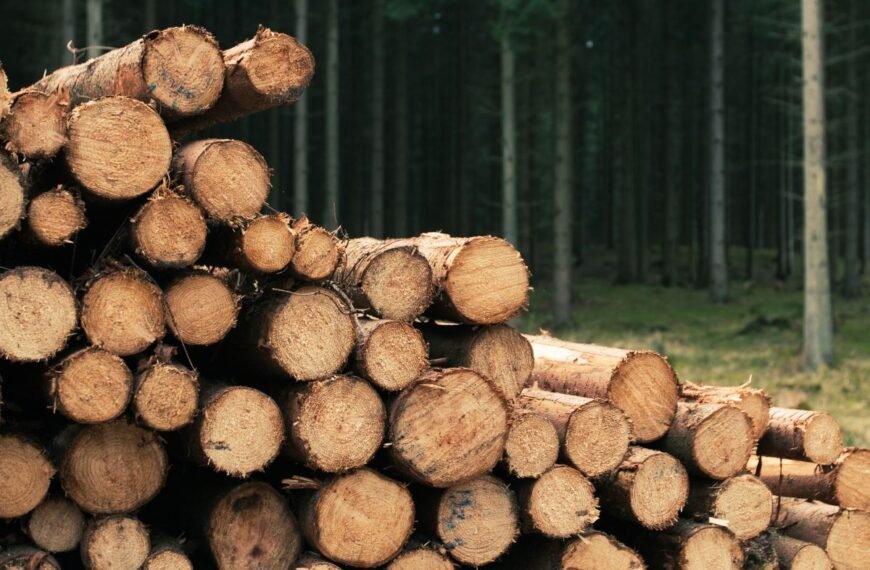 Malkos: nuo leidimo kirsti medį iki pečiaus