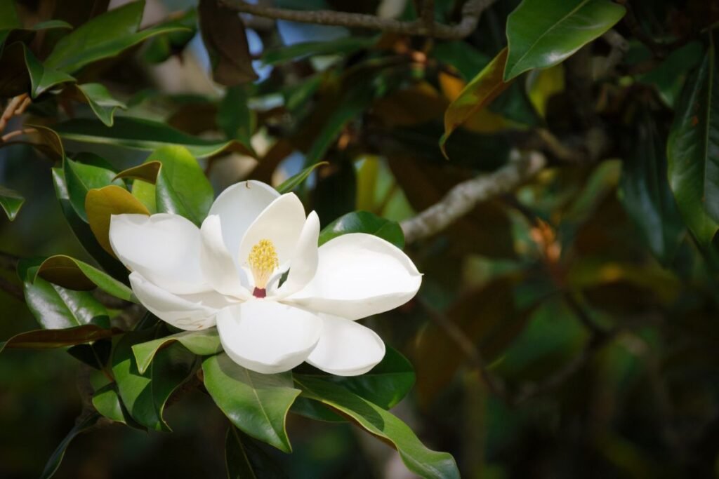 Virgininė magnolija