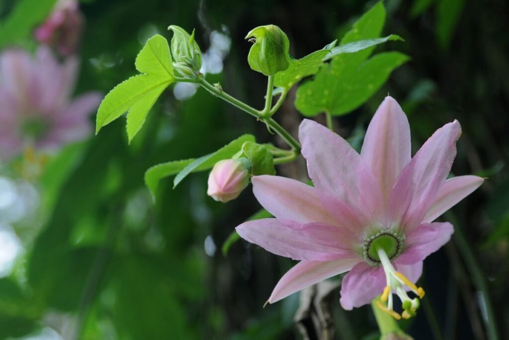 Pasiflorų auginimas lauke