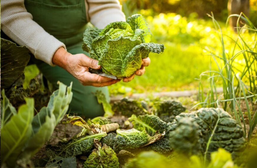 Tinkamai atliki rudens darbai darže – gausaus kitų metų derliaus garantija
