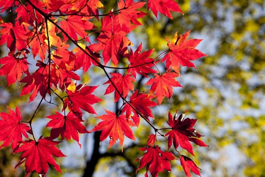 Kodėl keičiasi lapų spalva