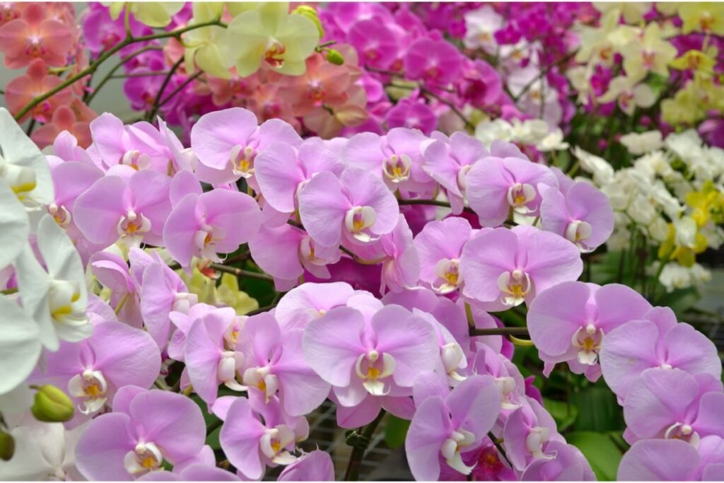 Kaip atgaivinti orchidėjas