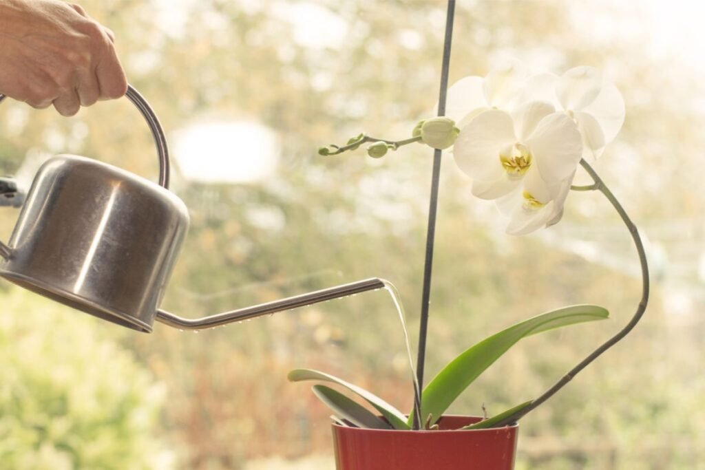 Orchidėjos laistymas