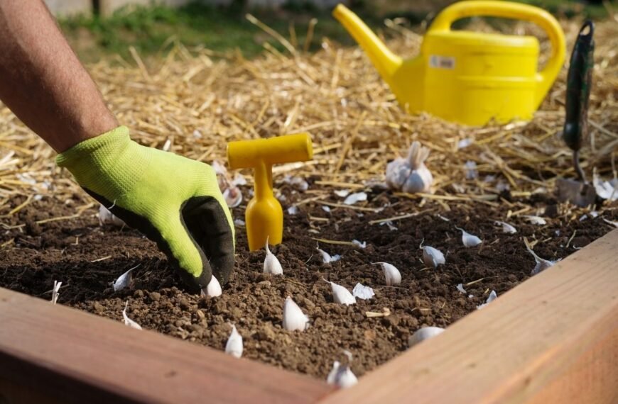 Žieminiai česnakai: jų nauda ir sodinimas