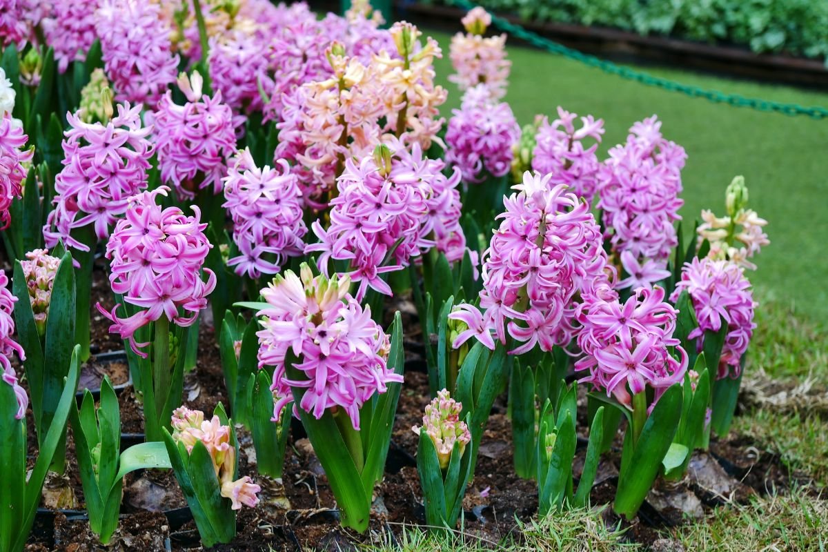 Hiacintai – svaigiai kvepiančios gėlės, kurias spėsite pasodinti dar šį rudenį