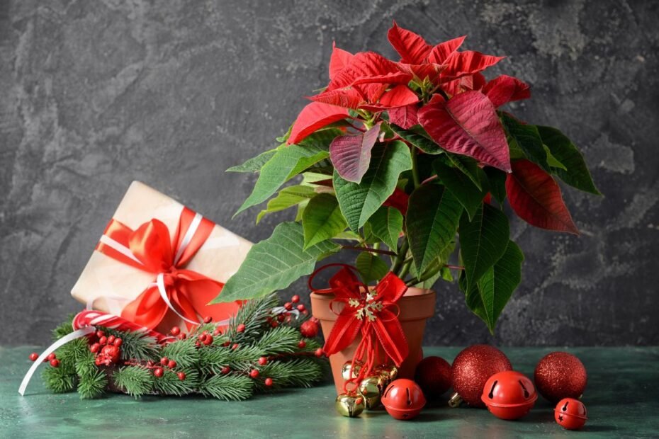 Kalėdinės dovanos: būkite originalūs - šie augalai puikiai tiks nudžiuginti artimą!
