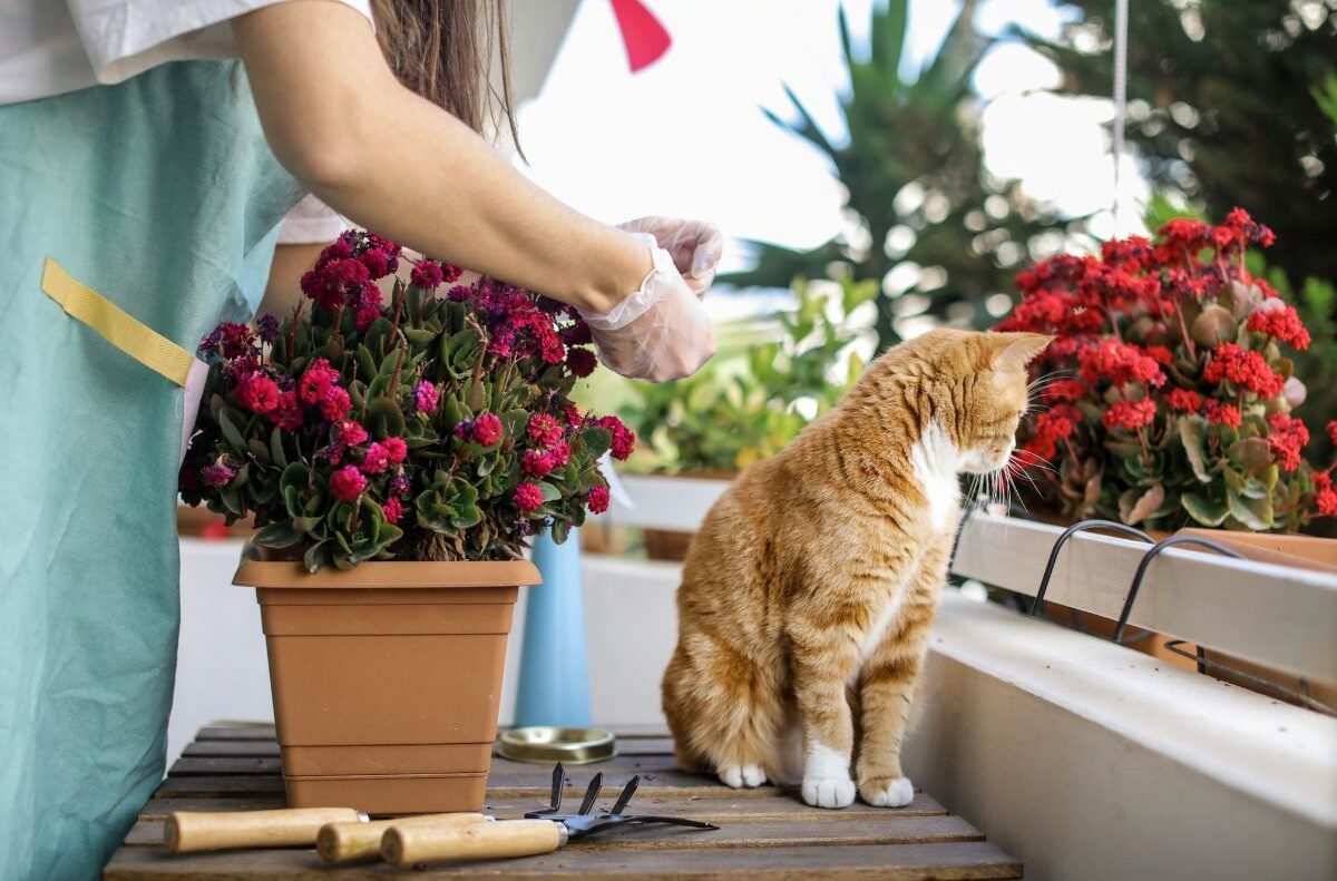 Katės ir augalai – nesuderinami dalykai? Susipažinkime su katėms draugiškais ir joms nuodingais augalais
