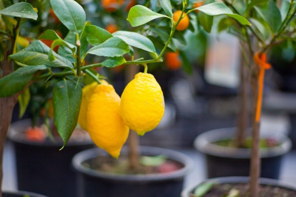 Kaip auginti citrinmedį?