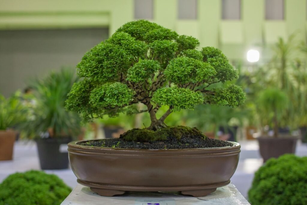 „Šluotos“ formos bonsas