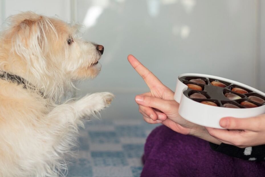 Nuodingas maistas šunims – ar tikrai galime šerti šunis bet kuo nuo savo stalo?