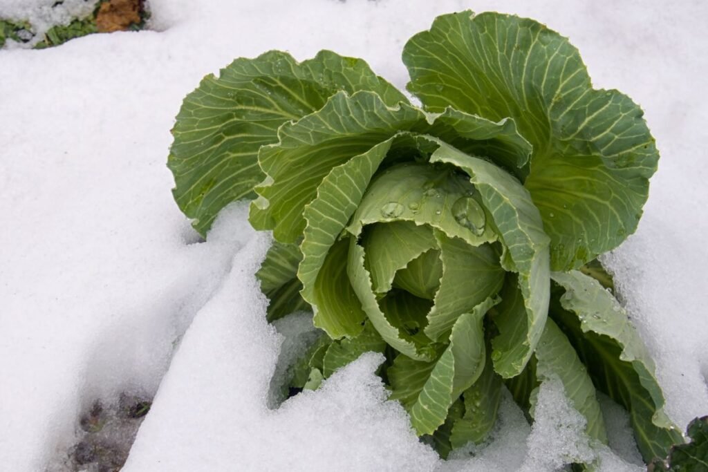 Kokias daržoves galima palikti augti po sniegu