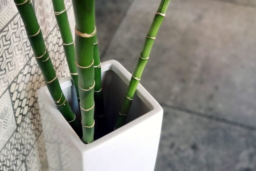 Kambarinio bambuko auginimas
