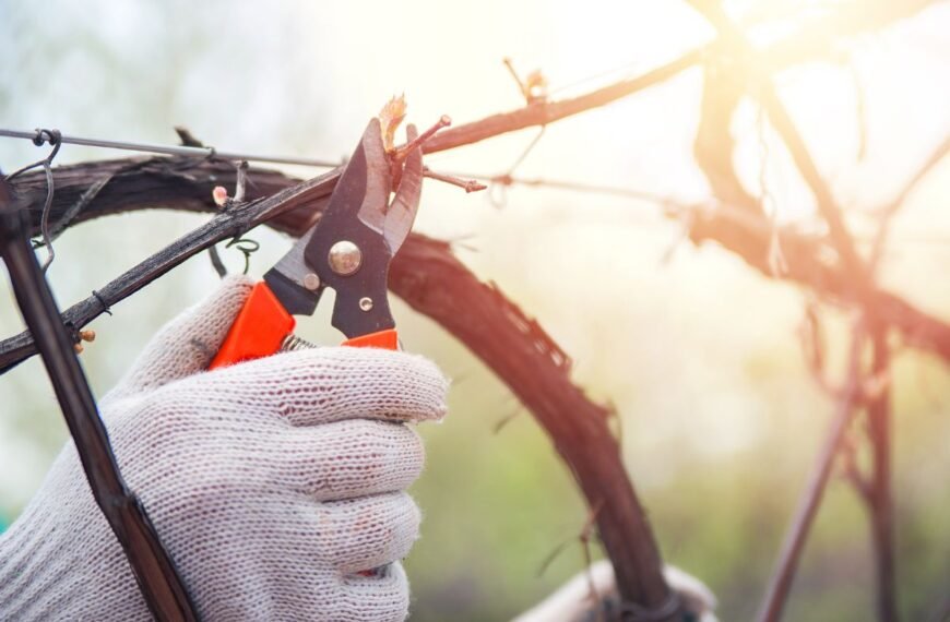 Vynuogių genėjimas – esminis darbas, dėl kurio dauguma sodininkų nesutaria: kada tinkamiausia tai daryti?